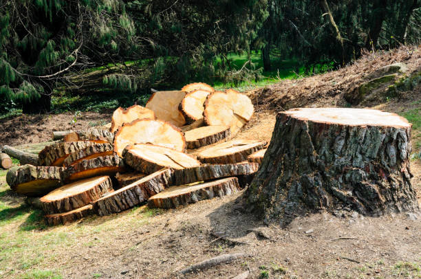 How Our Tree Care Process Works  in  Yoncalla, OR